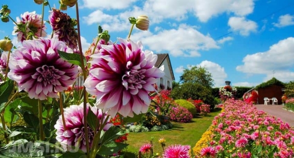 Собственный цветник: каким цветам отдать предпочтение? Собственный цветник: каким цветам отдать предпочтение?