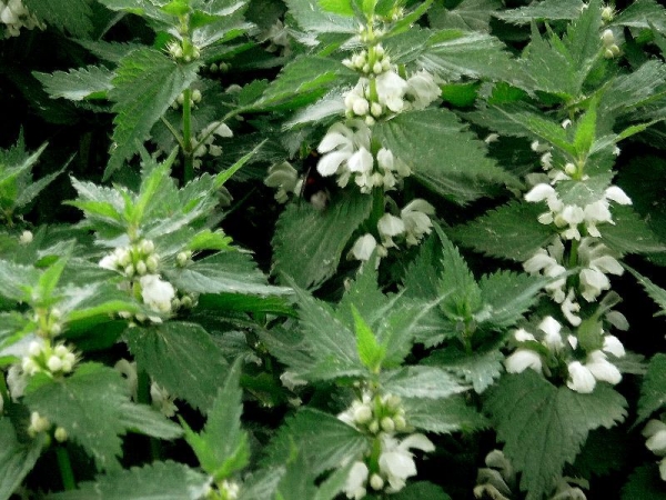 Веник из крапивы для бани Веник из крапивы для бани