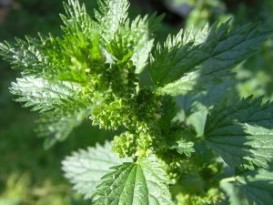 Веник из крапивы для бани Веник из крапивы для бани