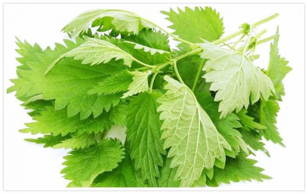 Веник из крапивы для бани Веник из крапивы для бани