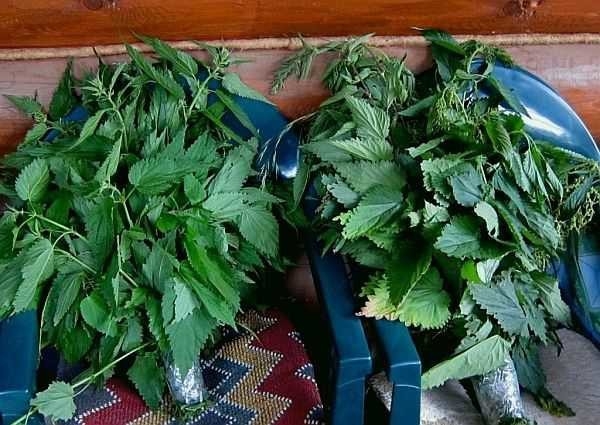 Веник из крапивы для бани Веник из крапивы для бани