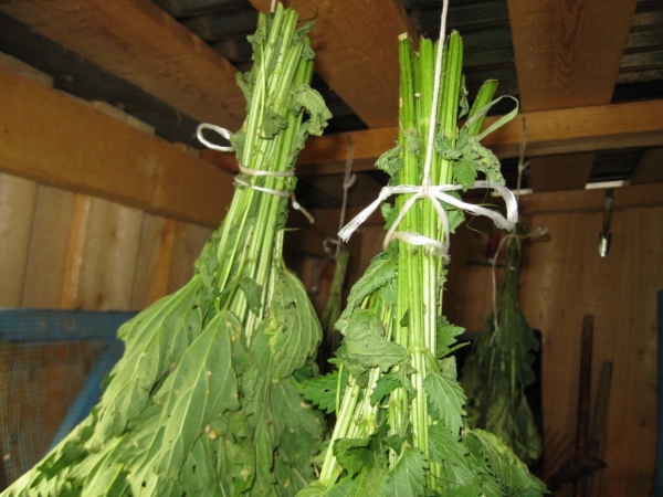 Веник из крапивы для бани Веник из крапивы для бани