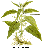 Веник из крапивы для бани Веник из крапивы для бани