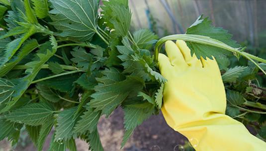 Веник из крапивы для бани Веник из крапивы для бани