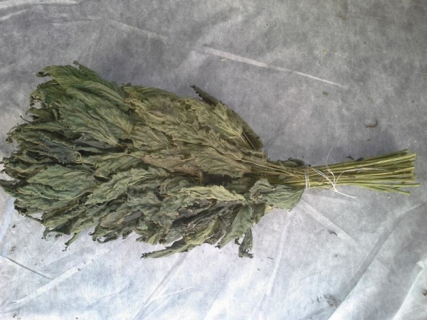 Веник из крапивы для бани Веник из крапивы для бани