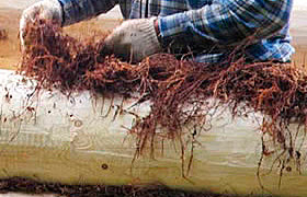 Конопатка сруба бани или деревянного дома Конопатка сруба бани или деревянного дома