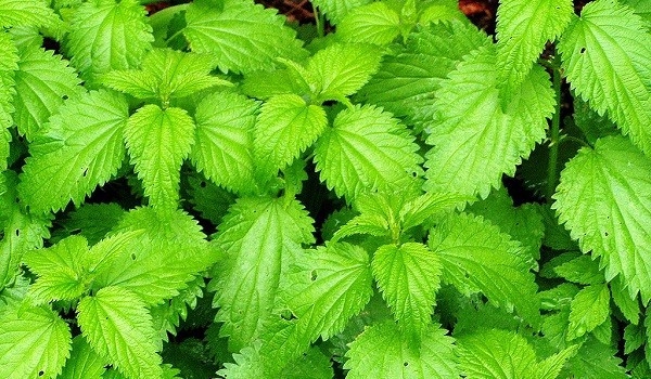 Веник из крапивы для бани Веник из крапивы для бани