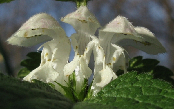 Веник из крапивы для бани Веник из крапивы для бани