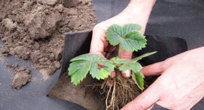 Спанбонд: что это такое, возможности материала и эффективность использования Спанбонд: что это такое, возможности материала и эффективность использования