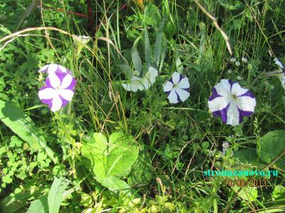 Цветы в саду
Цветы в саду