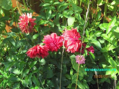 Цветы в саду
Цветы в саду