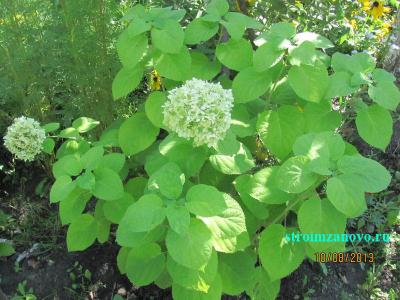 Цветы в саду
Цветы в саду