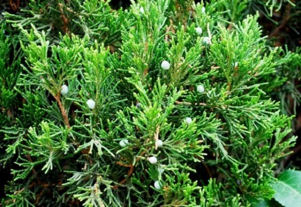 Как правильно париться в бане для здоровья Как правильно париться в бане для здоровья