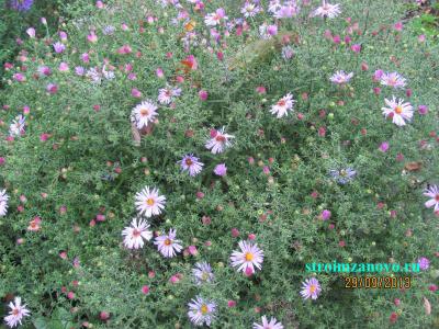 Цветы в саду
Цветы в саду