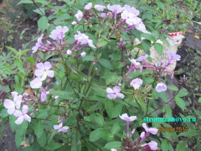 Цветы в саду
Цветы в саду