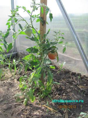 Садовая дорожка из спилов дерева своими руками
Садовая дорожка из спилов дерева своими руками