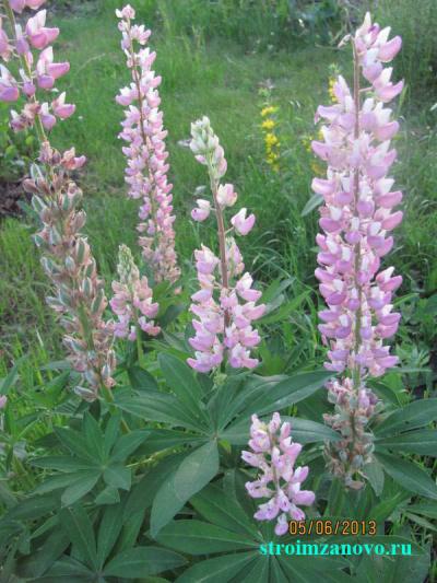 Цветы в саду
Цветы в саду