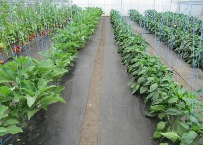 Спанбонд: что это такое, возможности материала и эффективность использования Спанбонд: что это такое, возможности материала и эффективность использования