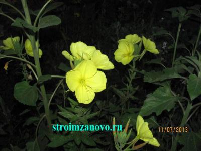 Цветы в саду
Цветы в саду