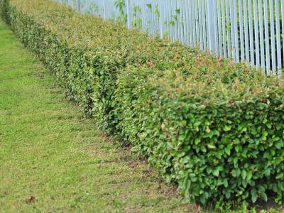 Живая изгородь на даче
Живая изгородь на даче