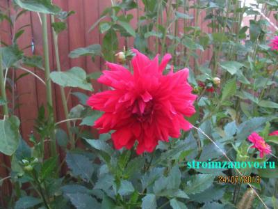 Цветы в саду
Цветы в саду