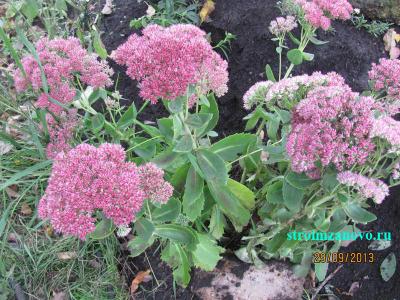 Цветы в саду
Цветы в саду