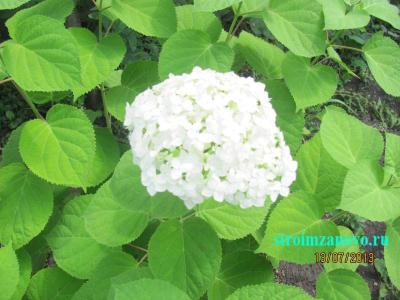 Цветы в саду
Цветы в саду