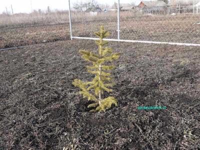 Хвойные деревья на участке
Хвойные деревья на участке