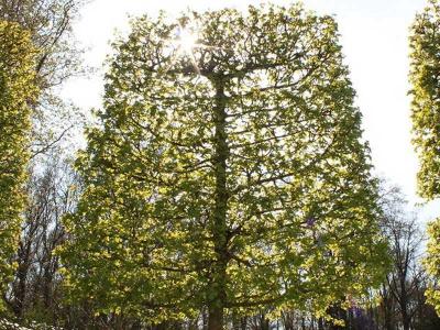 Топиари – искусство фигурной стрижки растений
Топиари – искусство фигурной стрижки растений