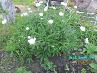 Цветы в саду
Цветы в саду