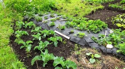 Укрывной материал для грядок Укрывной материал для грядок