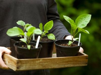 Парники своими руками: проекты и материалы для строительства Парники своими руками: проекты и материалы для строительства