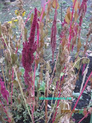 Цветы в саду
Цветы в саду