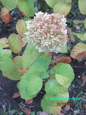 Цветы в саду
Цветы в саду