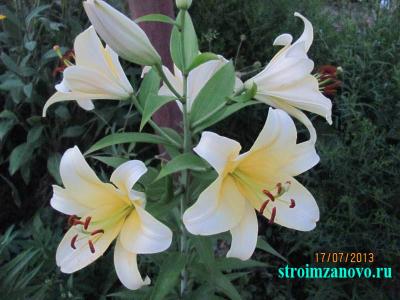 Цветы в саду
Цветы в саду