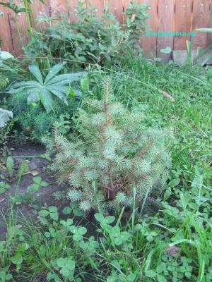 Хвойные деревья на участке
Хвойные деревья на участке