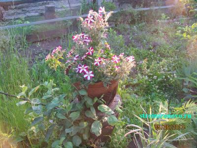 Цветы в саду
Цветы в саду
