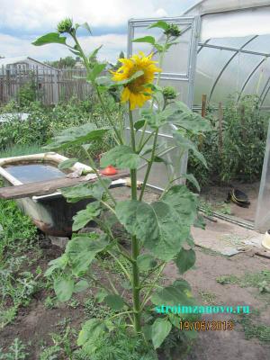 Цветы в саду
Цветы в саду