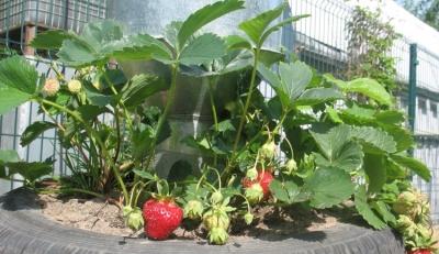 Высокие грядки на даче своими руками: фото и технология изготовления Высокие грядки на даче своими руками: фото и технология изготовления