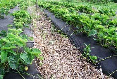 Спанбонд: что это такое, возможности материала и эффективность использования Спанбонд: что это такое, возможности материала и эффективность использования