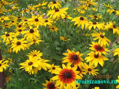 Цветы в саду
Цветы в саду