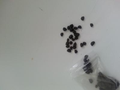 Альстромерия в открытом грунте: особенности ухода Альстромерия в открытом грунте: особенности ухода