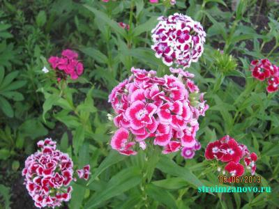 Цветы в саду
Цветы в саду