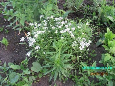 Цветы в саду
Цветы в саду