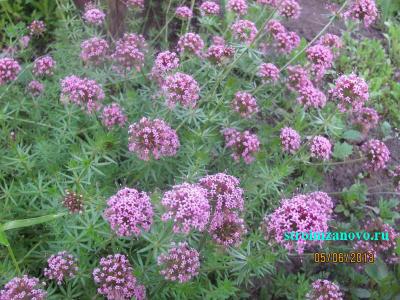 Цветы в саду
Цветы в саду