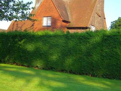 Живая изгородь на даче
Живая изгородь на даче