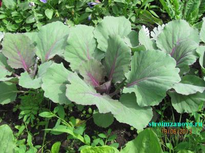 Цветы в саду
Цветы в саду