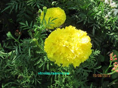 Цветы в саду
Цветы в саду