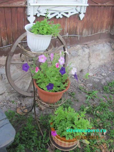 Цветы в саду
Цветы в саду