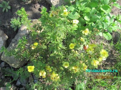 Цветы в саду
Цветы в саду